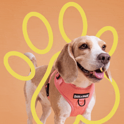 Bark &amp; Spark